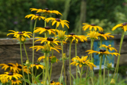 Rudbeckia fulgida var. deamii Zonnehoed bestellen